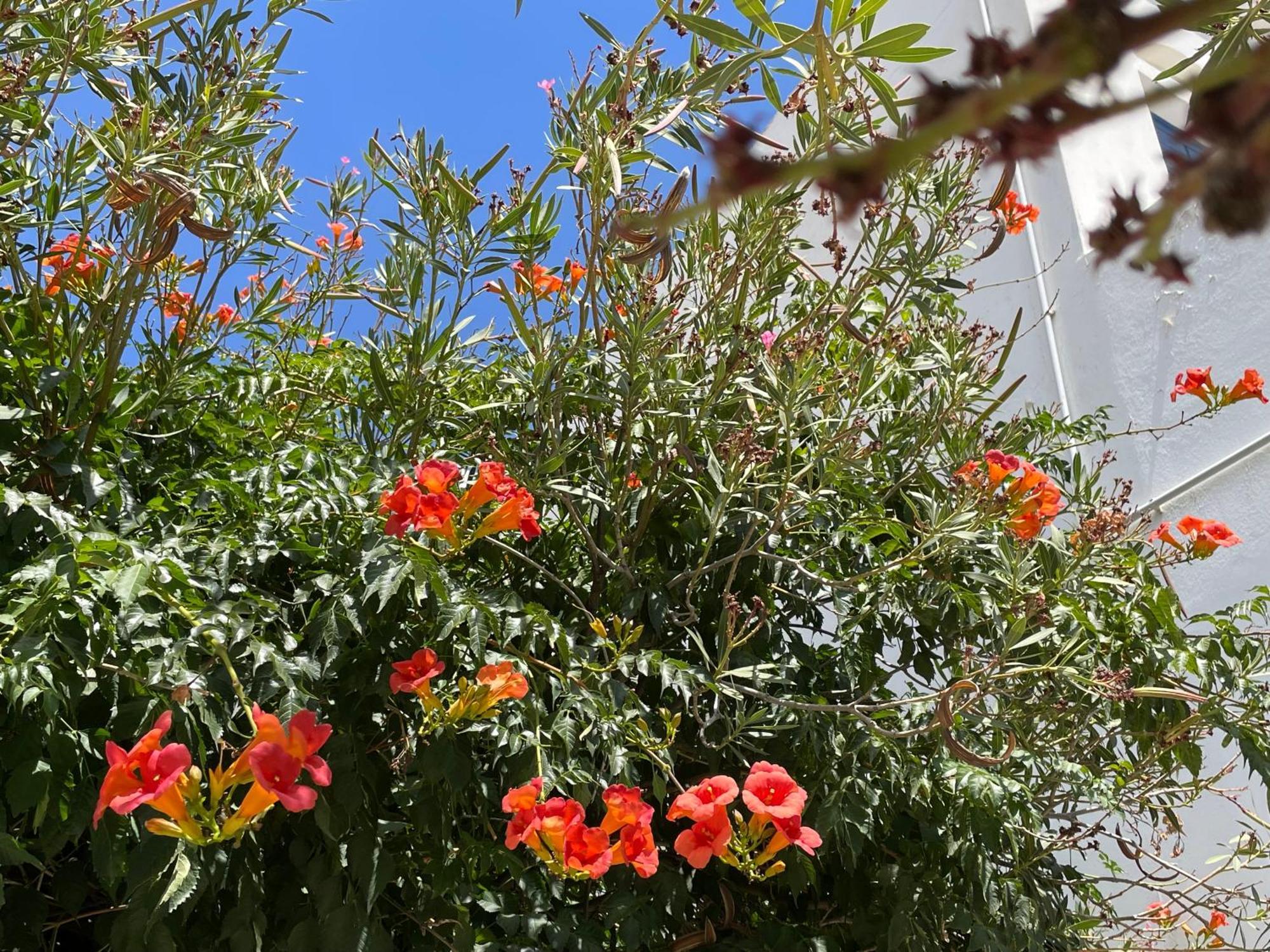 הוילה Kato Klisma Galatea House Katoi With Patio מראה חיצוני תמונה